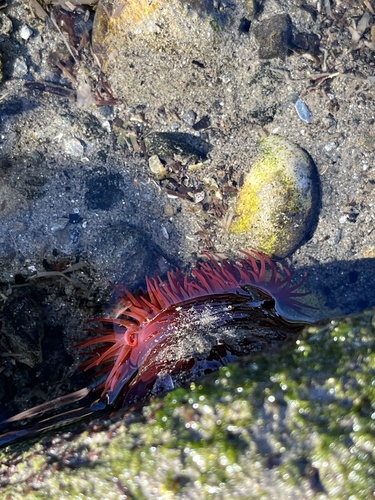 Atlantic Beadlet Anemone