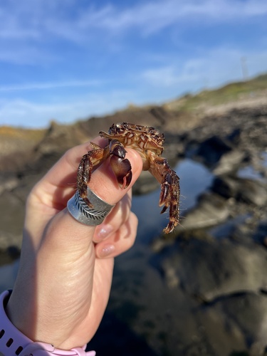 Marbled Crab