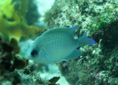 Mecaenichthys immaculatus