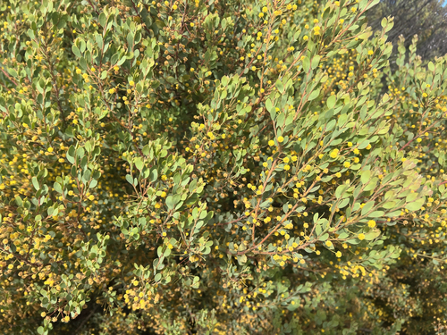 Acacia brachybotrya observed 2026-10-16