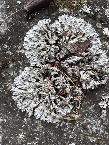 Linden shield lichen