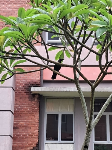 House Crow