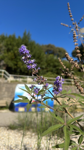 Lilac chaste tree