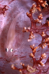 Pleurosicya boldinghi