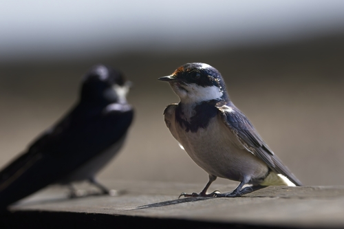 iNaturalist image