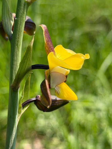 Eulophia streptopetala, 2026-10-16