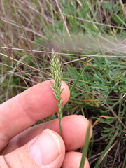 Poa secunda secunda