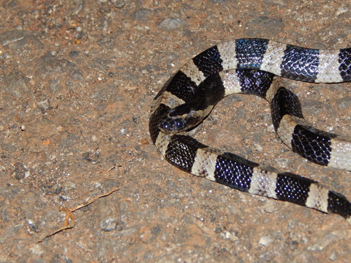 Photo of a Banded Krait (Bungarus fasciatus)