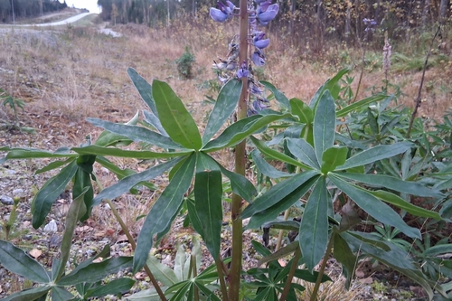 Large-leaved lupine