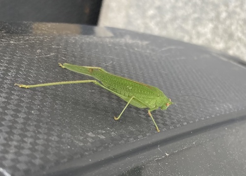 Mediterranean Katydid