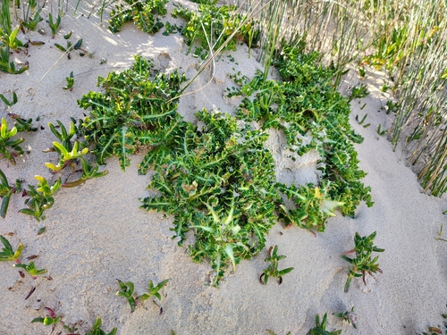 Sonchus megalocarpus, 2026-10-14