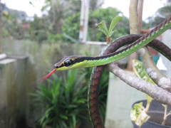 Dendrelaphis formosus
