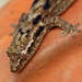 Scaly-toed Geckos - Photo (c) Carla Kishinami, some rights reserved (CC BY-NC-ND)