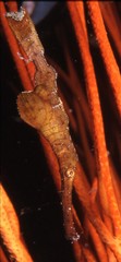 Solenostomus cyanopterus