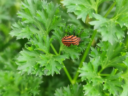 European Striped Shield Bug