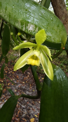 Vanilla planifolia observed 2026-10-16