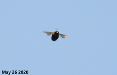 Xylocopa appendiculata