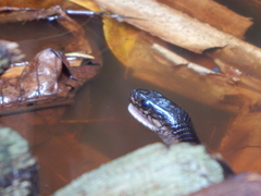 Xenelaphis hexagonotus