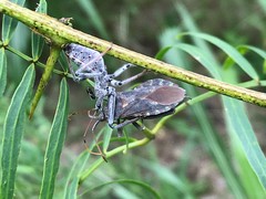 Piezogaster calcarator