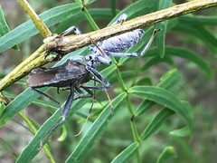 Piezogaster calcarator