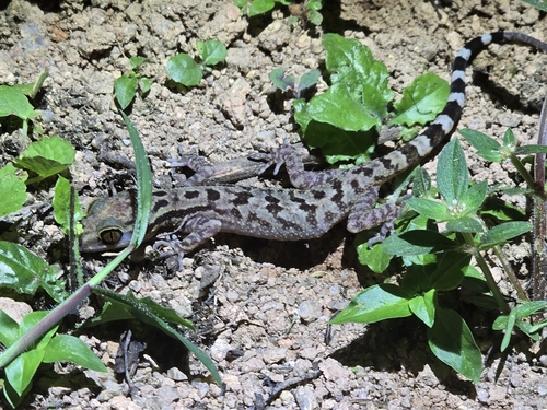 Cyrtodactylus quadrivirgatus, 2026-08-20