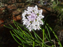 Trachymene glaucifolia
