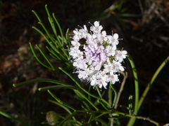 Trachymene glaucifolia