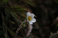 Fragaria nubicola