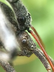 Piezogaster calcarator