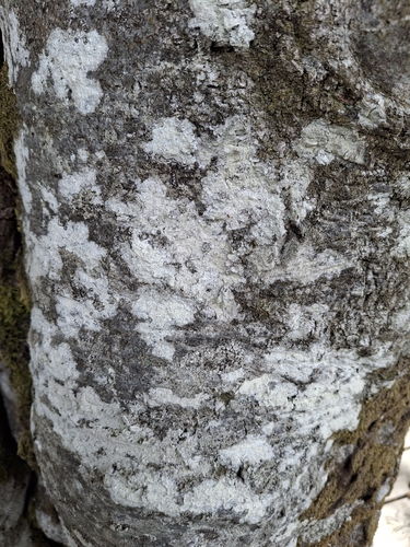 Whitewash Lichen