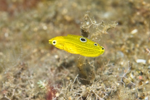 Halichoeres chrysus observed 2026-10-15