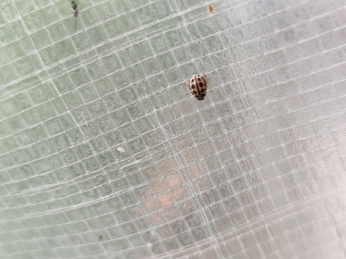 16-spot Ladybird