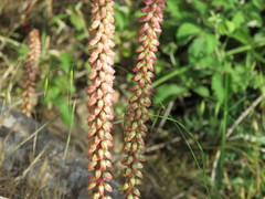 Umbilicus intermedius