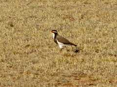 Vanellus tricolor