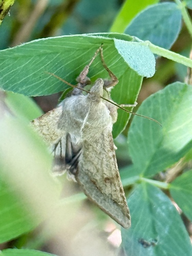 Cotton Bollworm Moth