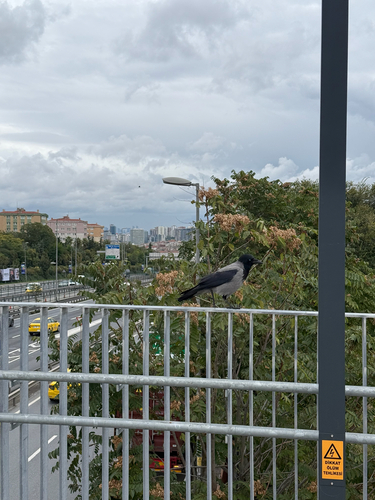 Hooded Crow