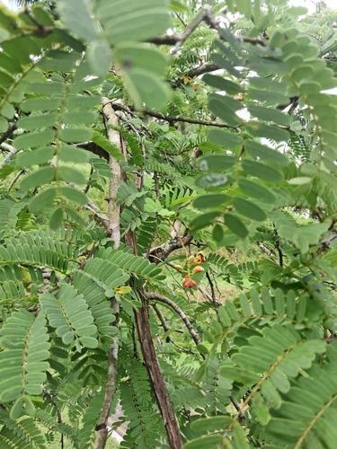 Tamarindus indica observed 2026-10-16
