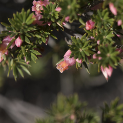 Brachyloma ericoides