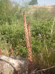 Umbilicus intermedius