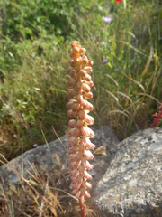 Umbilicus intermedius