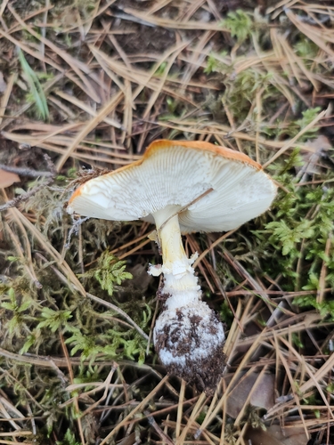 Fly Agaric