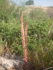 Umbilicus intermedius