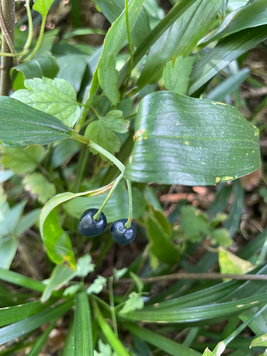 Disporum sessile observed 2026-10-16