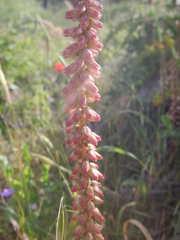 Umbilicus intermedius