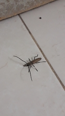 Aneflus glabropunctatus