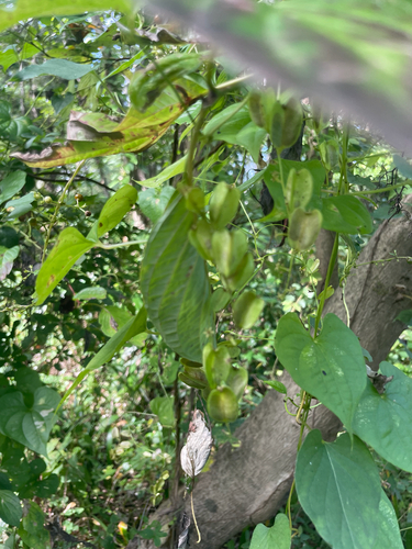 Dioscorea tokoro observed 2026-10-16