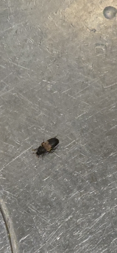 Larder Beetle