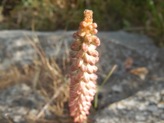 Umbilicus intermedius