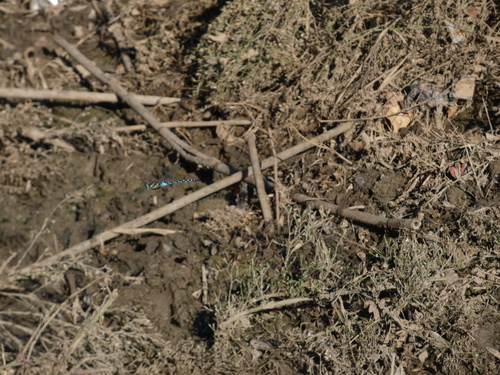 Migrant Hawker