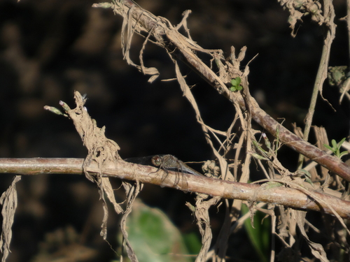 Common Darter